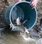 Uitzetten nieuwe vis 2012